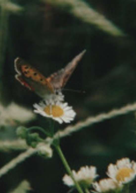 The Extinction of Landscape