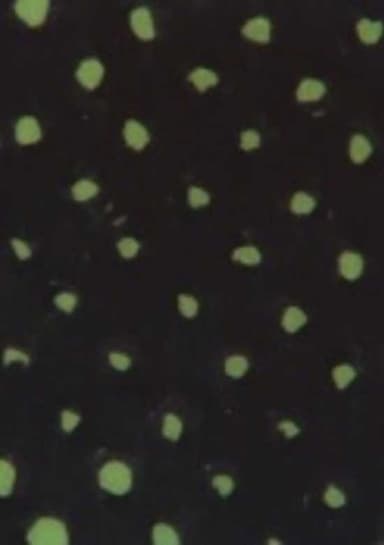 Nice to See You