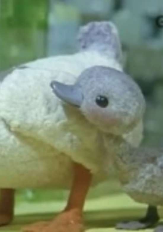 Minikui Ahiru no Ko