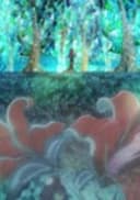 Lost Forest