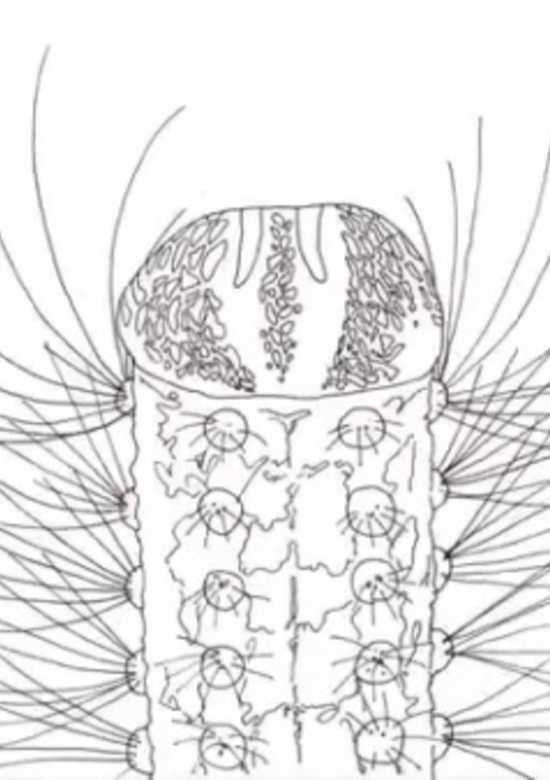 Metamorphose
