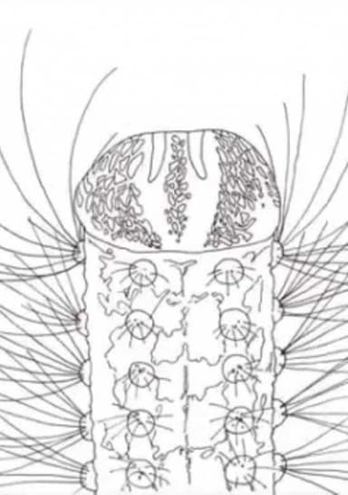 Metamorphose