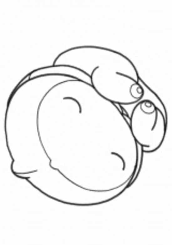 The Embryo Develops into a Fetus banner